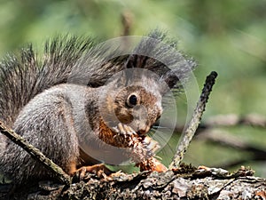 Red Squirrel (Sciurus vulgaris) with summer orange and brown coat sitting on a tree branch and holding in