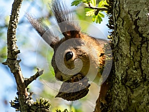 Red Squirrel (Sciurus vulgaris) with summer orange and brown coat sitting on the tree branch and holding a