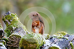 red squirrel (Sciurus vulgaris) with tail blown against its back by gusty winds, taken in Scotland