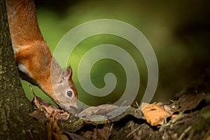 Red Squirrel searching for food.