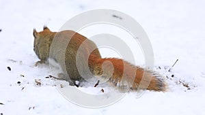 Red squirrel searching in the snow