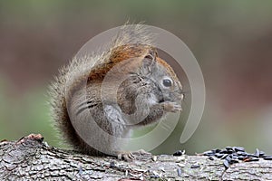 Red Squirrel with Seeds