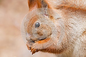 Red squirrel side view