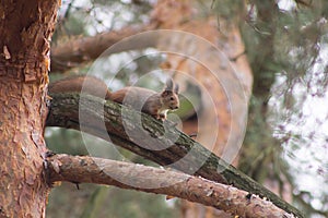 A red squirrel sits at the base of a thick pine trunk, partially hidden behind the bark. with blurred yellow-brown