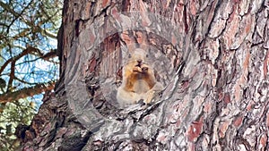 Red squirrel sits on a branch and eats a nut on a tree in the forest. A fluffy cute rodent looks into the frame. Sciurus Vulgaris.