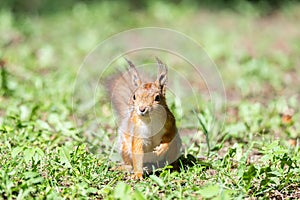 Red squirrel sits in the grass