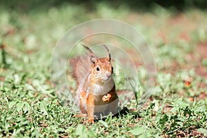 Red squirrel sits in the grass