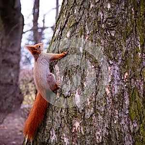 Red squirrel sits on tree trunk close up