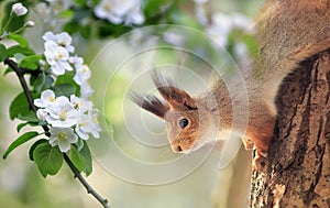 Red squirrel sits in a warm spring garden among apple blossoms