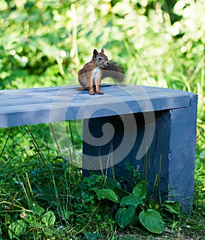 Red squirrel sitting on a blue bench in the summer in the woods