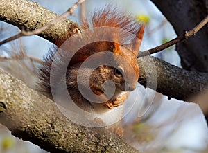 A red squirrel sitting on a branch of a tree in the woods.