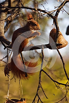 A red squirrel sitting on a branch of a tree in the woods.