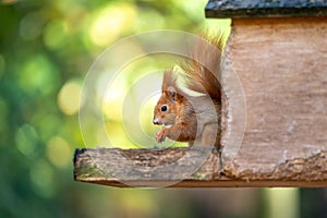 Red squirrel sitting in a feeder with a nut in its paws. Green blurred background on a sunny day. Autumn moody wildlife