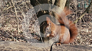 Red Squirrel sitting on a fence in Public Park Hasenheide in Berlin and eating in Slow Motion