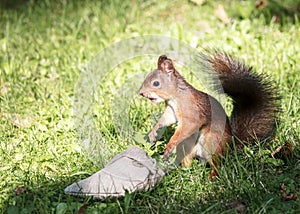 Red squirrel sitting in green grass near bag with nuts