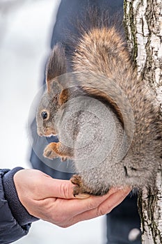 Red squirrel sitting on hand and eating nuts. Squirrel eats nuts. Caring for animals in winter or autumn