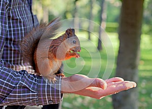 Red squirrel sitting on the man's hand