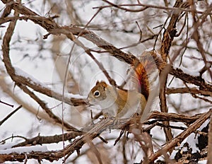 Red squirrel sitting in a snow covered tree - Tamiasciurus hudsonicus