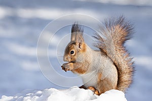 Squirrel snow winter