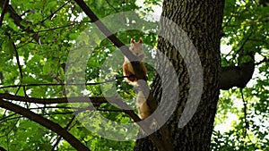 Red squirrel sitting still on a tree in the park looking into the camera