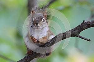 Red Squirrel Sitting in a Tree