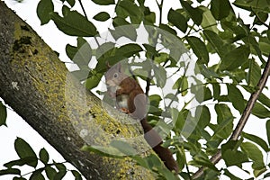 Red squirrel sitting in a tree