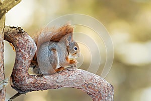 Red Squirrel sitting on a tree branch