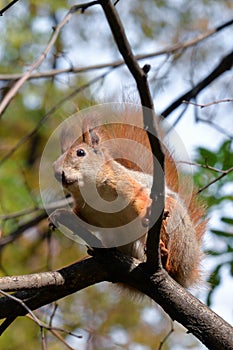 Red squirrel sitting on a tree branch