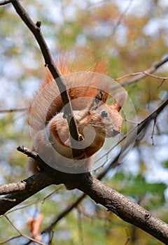 Red squirrel sitting on a tree branch