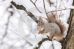 Red squirrel sitting on tree branch and eating nut