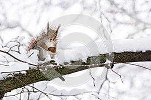 Red squirrel sitting on tree branch in winter forest and looking