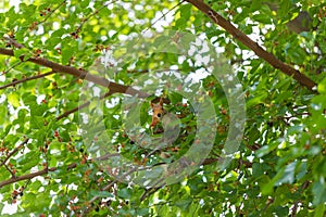 Red squirrel sitting in a tree among green foliage and looking at camera