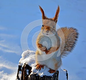 Red squirrel sitting on a tree stump