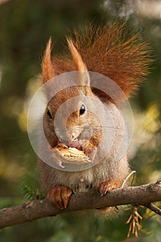 Red squirrel sitting in the tree in sunny spring day.