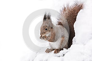 Red squirrel sitting on tree trunk with nut in winter forest