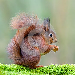 A red squirrel sitting on a trunk