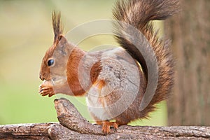 Red squirrel sitting on the trunk of tree and sniffs a nut