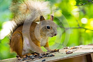 Red squirrel sitting watching warily on the roof of the house among the nuts