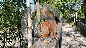 Red squirrel sitting on the wooden railing in park and eating the sunflower seeds.