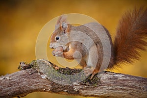 Red squirrel