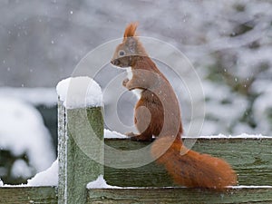 Red squirrel in snow