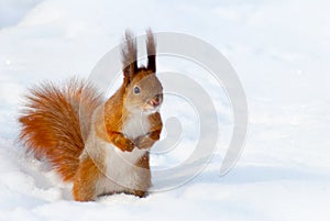 Ardilla sobre el la nieve 