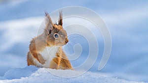 Red Squirrel in snow