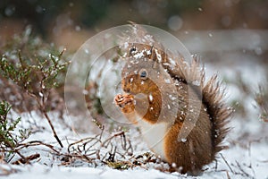 Red Squirrel in snow fall