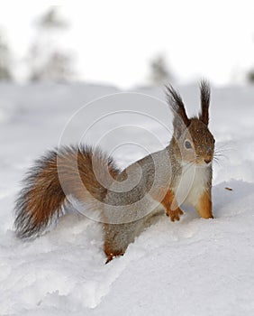 Red squirrel