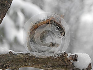 Red Squirrel during snowstorm waits for food