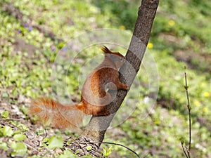 The red squirrel is a species of tree squirrel in the genus Sciurus common throughout Eurasia