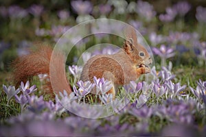 Red squirrel in spring