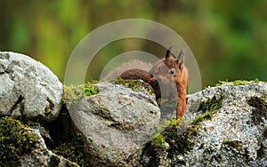 Red Squirrel