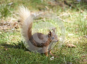 Red Squirrel standing alert on the ground photo